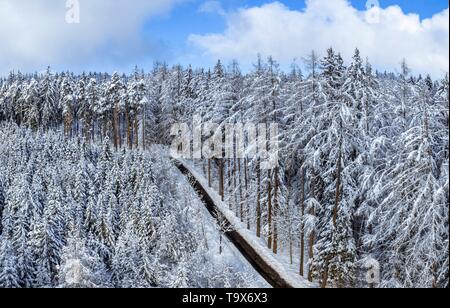 Winter Landschaft mit schneebedeckten Tannen, Tutzing, Oberbayern, Bayern, Deutschland, Europa, schneebedeckten Winterlandschaft mit Fichten, Oberbayern, Bayern, Stockfoto