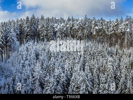 Winter Landschaft mit schneebedeckten Tannen, Tutzing, Oberbayern, Bayern, Deutschland, Europa, schneebedeckten Winterlandschaft mit Fichten, Oberbayern, Bayern, Stockfoto