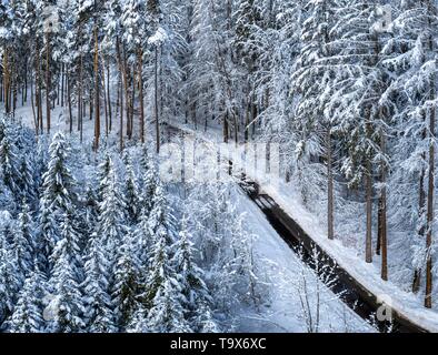 Winter Landschaft mit schneebedeckten Tannen, Tutzing, Oberbayern, Bayern, Deutschland, Europa, schneebedeckten Winterlandschaft mit Fichten, Oberbayern, Bayern, Stockfoto