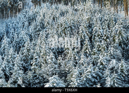 Winter Landschaft mit schneebedeckten Tannen, Tutzing, Oberbayern, Bayern, Deutschland, Europa, schneebedeckten Winterlandschaft mit Fichten, Oberbayern, Bayern, Stockfoto