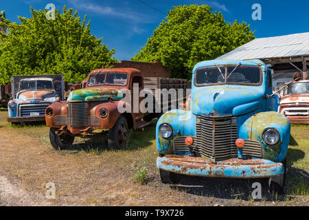 Pickups umfassen Dave's Alte LKW-Rettung Sammlung in Sprague, Washington State, USA [kein Eigentum Freigabe: Nur für redaktionelle Lizenzierung verfügbar] Stockfoto