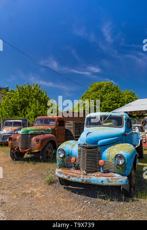 Pickups umfassen Dave's Alte LKW-Rettung Sammlung in Sprague, Washington State, USA [kein Eigentum Freigabe: Nur für redaktionelle Lizenzierung verfügbar] Stockfoto