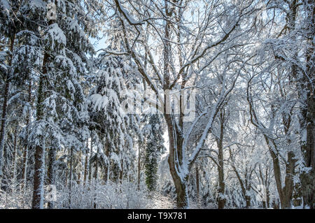 Winter Landschaft mit schneebedeckten Bäumen im Wald, Tutzing, Bayern, Deutschland, Europa, Winterlandschaft mit schneebedeckten Bäumen im Wald, Bayern, sind Stockfoto