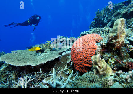 Taucher beobachtet die bunten Korallen Riff von Dumbea Pass, Noumea, Neukaledonien Stockfoto