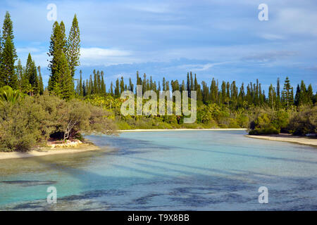 Endemische cook Kiefern, Araucaria Columnaris, natürlichen Pool von Oro Bay, Isle of Pines, Neukaledonien, South Pacific Stockfoto