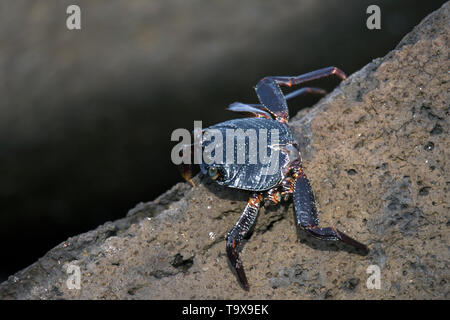 Dünn geschält Rock Krabbe oder Aama, Grapsus Tenuicrustatus, Waimea Bay, North Shore, Oahu, Hawaii, USA Stockfoto