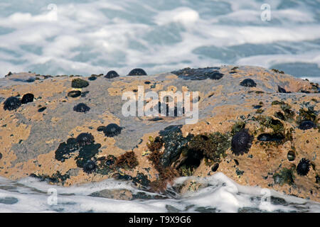 Helm Seeigel, Colobocentrotus Atratus, auf einem Felsen von Waimea Bay, North Shore, Oahu, Hawaii, USA Stockfoto