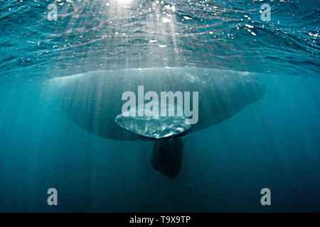 Southern Right Whale, Eubalaena Australis, Coffee Bay, Eastern Cape Wild Coast, South Afrika, Indischer Ozean Stockfoto