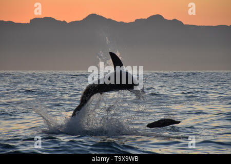 Ein great white shark, Carcharodon carcharias, Verstöße bei Sonnenaufgang, False Bay, Südafrika Stockfoto