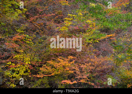 Fall colors  around Shosenkyo Gorge, Japan Stockfoto
