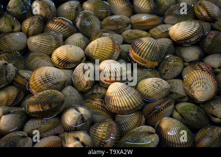Muscheln auf Anzeige an der Seafood Market in Haikou, Hainan Insel, China Stockfoto
