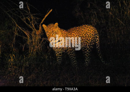 African Leopard Panthera Pardus, nachts, Krüger Nationalpark, Südafrika Stockfoto