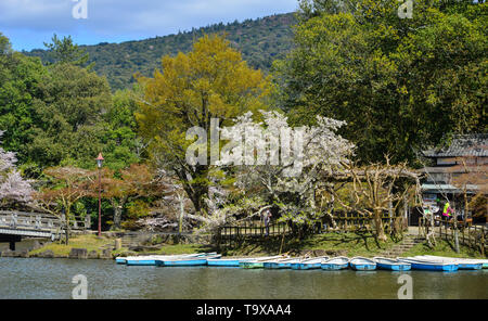 Nara, Japan - Apr 11, 2019. Cherry Blossom bei kleinen Pier in Nara Park, Japan. Nara ist ein sehr beliebter Ort für Hanami während der Kirschblüte Saison. Stockfoto