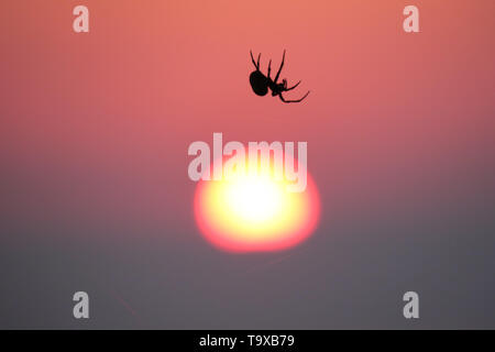 Spider bei Sonnenaufgang. Eine Spinne hängt von der Web wie die Sonne zu einem weiteren heißen Sommertag steigt. Stockfoto