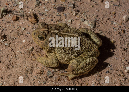 Rocky Mountain Kröte (Anaxyrus w. woodhousii) von San Juan County, Utah, USA. Stockfoto