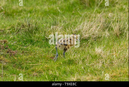 Curlew Küken, Wissenschaftlicher Name: Numenius arquata) Frisch geschlüpfte Küken curlew auf einem Grouse Moor in Yorkshire. Boden brütende Vögel sind sehr anfällig Stockfoto