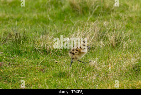 Curlew Küken, Wissenschaftlicher Name: Numenius arquata) Frisch geschlüpfte Küken curlew auf einem Grouse Moor in Yorkshire. Boden brütende Vögel sind sehr anfällig Stockfoto