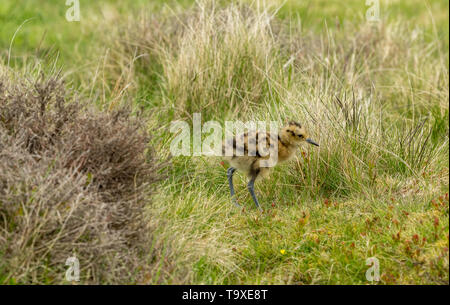 Curlew Küken, Wissenschaftlicher Name: Numenius arquata) Frisch geschlüpfte Küken curlew auf einem Grouse Moor in Yorkshire. Boden brütende Vögel sind sehr anfällig Stockfoto