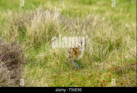 Curlew Küken, Wissenschaftlicher Name: Numenius arquata) Frisch geschlüpfte Küken curlew auf einem Grouse Moor in Yorkshire. Boden brütende Vögel sind sehr anfällig Stockfoto