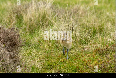 Curlew Küken, Wissenschaftlicher Name: Numenius arquata) Frisch geschlüpfte Küken curlew auf einem Grouse Moor in Yorkshire. Boden brütende Vögel sind sehr anfällig Stockfoto