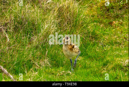 Curlew Küken, Wissenschaftlicher Name: Numenius arquata) Frisch geschlüpfte Küken curlew auf einem Grouse Moor in Yorkshire. Boden brütende Vögel sind sehr anfällig Stockfoto