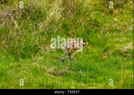 Curlew Küken, Wissenschaftlicher Name: Numenius arquata) Frisch geschlüpfte Küken curlew auf einem Grouse Moor in Yorkshire. Boden brütende Vögel sind sehr anfällig Stockfoto