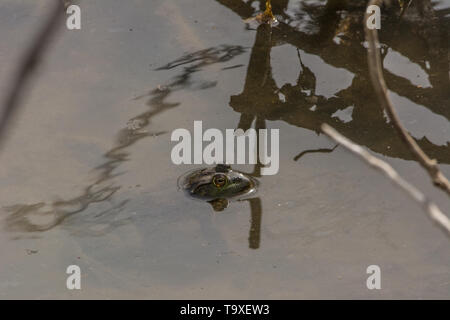 Amerikanische Ochsenfrosch (Lithobates catesbeianus) von Pitkin County, Colorado, USA. Stockfoto