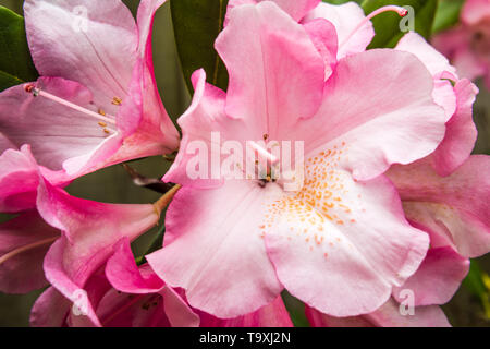 Rhododendron Yakushimanum Yaku Prinz wachsen in einem privaten Garten. Stockfoto