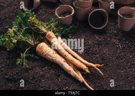 Bio Petersilie wachsende Konzept mit frisch geernteten Wurzel auf Gemüsegarten Boden Boden Stockfoto