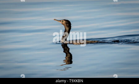 Kleine schwarze Kormoran (Phalacrocorax sulcirostris), Schwimmen Stockfoto