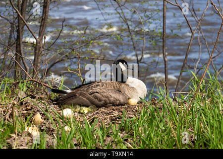 Eine weibliche Kanada Gans in ihrem Nest Bruteier mit ihren Gänschen unter ihre Fittiche. Eine weibliche Gans mit ihren Gänschen. Mother Goose Eier ausbrüten. Stockfoto