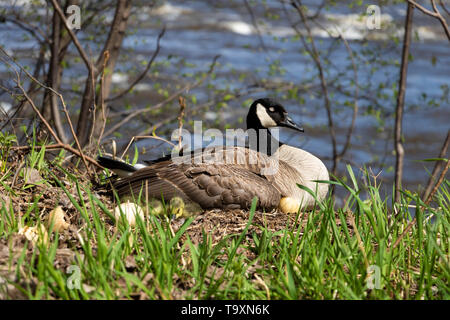 Eine weibliche Kanada Gans in ihrem Nest Bruteier mit ihren Gänschen unter ihre Fittiche. Eine weibliche Gans mit ihren Gänschen. Mother Goose Eier ausbrüten. Stockfoto