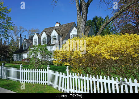 Szene Frühling mit blühenden gelben Forsythia Bush und Haus mit weißen Lattenzaun Stockfoto