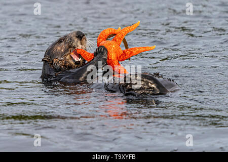 Seeotter (Enhydra lutris) Essen eine orange Seestern vor der nordwestlichen Küste von Vancouver Island, Cape Scott, British Columbia, Kanada. Stockfoto