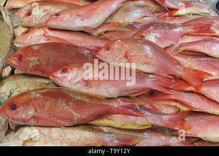 Roher Fisch auf Eis auf einem Markt in San Pedro im Los Angeles County. Diese Art von Fisch wird in Kalifornien als Pacific Red Snapper oder Rock Fish verkauft. Stockfoto