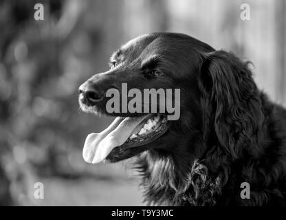 Familie Hund lächelnd bei Sonnenuntergang und er seine Zunge auf der Suche gerne Schwarz-weiß-Kontrast Stockfoto