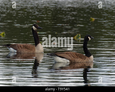 Quebec, Kanada. Ein paar der Kanada Gänse schwimmen in einem See Stockfoto