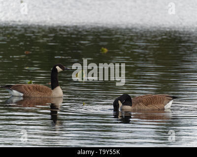 Quebec, Kanada. Ein Paar von Kanada Gänse auf einem flachen See Stockfoto