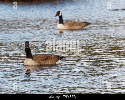 Quebec, Kanada. Ein paar der Kanada Gänse schwimmen in einem See Stockfoto