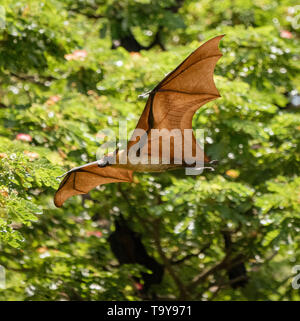 Große Fledermaus fliegt während des Tages, die durchsichtigen Flügel in Sri Lanka Stockfoto