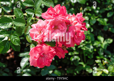 Cluster von Rosa antike Rosen auf einem rosenbusch im Garten Stockfoto