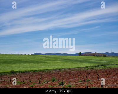 Ein verfallenes Finca befindet sich unter den Feldern von Gras und neue Ölbaum in der Nähe von Fuente de Piedra auf ein April Nachmittag. Andalusien, Spanien Stockfoto