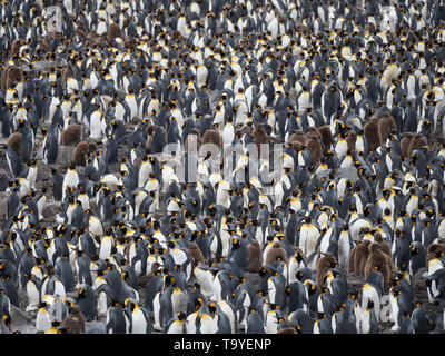 Große Kolonie von Erwachsenen und Jugendlichen Königspinguine in St. Andrews Bay im Süden von Georgia. Stockfoto