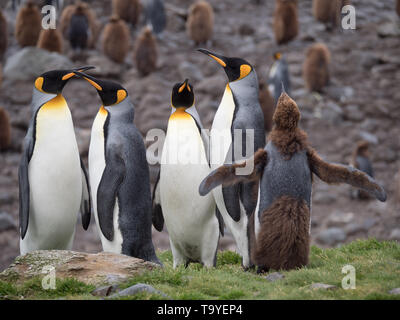 Gruppe von vier Erwachsenen und einem Kind König penquin stehend auf einem grasbewachsenen Felsvorsprung mit mehr Jugendliche oder Oakum Jungs in der Ferne. Bei St. Ein fotografiert. Stockfoto