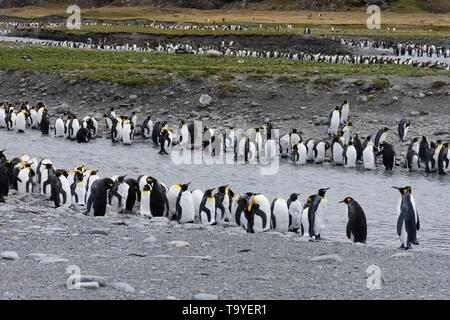 Königspinguine, einige Mauser, entlang eines Flusses in South Georgia stehen. Stockfoto