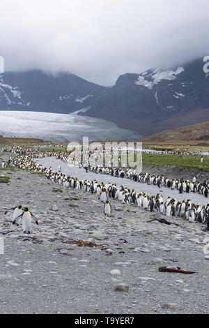 Königspinguine, einige Mauser, entlang eines Flusses in der St. Andrews Bay in South Georgia. Snowy, Cloud-bedeckten Berge im Hintergrund. Stockfoto