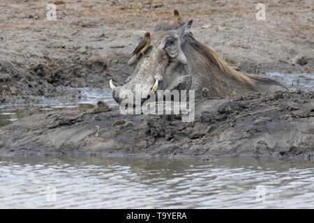 Warzenschwein (Phacochoerus africanus), nach der ein Schlammbad mit zwei Red-billed oxpeckers (Buphagus erythrorhynchus) auf seinem Kopf, Krüger NP, Südafrika Stockfoto