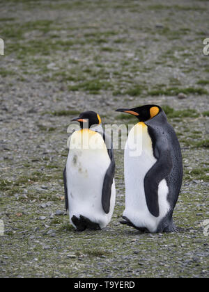 Paar erwachsene Königspinguine ruhen oder schlafen, während lehnte sich zurück auf ihre Schwänze und Heels. In Südgeorgien mit geringer Tiefenschärfe fotografiert. Stockfoto