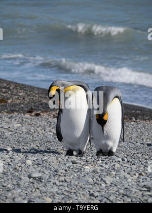Paar grooming Königspinguine stehend auf einem felsigen Strand mit den Wellen des Atlantischen Ozeans im Hintergrund. In Südgeorgien fotografiert. Stockfoto