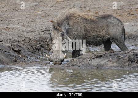 Warzenschwein (Phacochoerus africanus), Erwachsene trinken an Wasserloch mit einem Red-billed oxpecker (Buphagus erythrorhynchus) auf seinem Kopf, Krüger NP, Südafrika Stockfoto